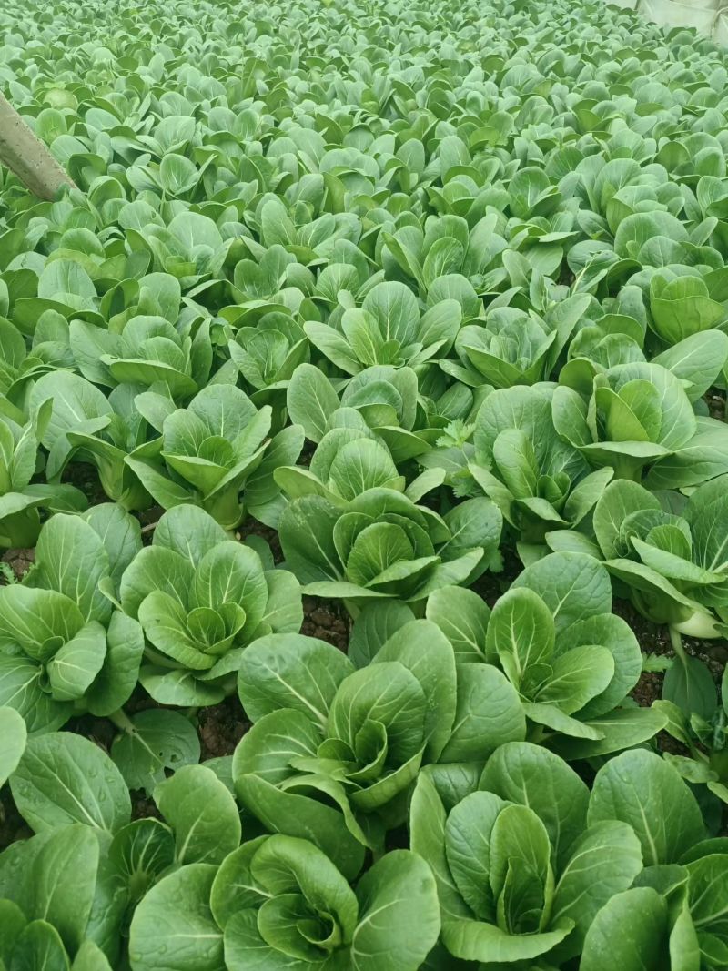售卖各种小菜