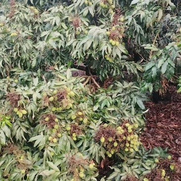 海南澄迈县自营果园妃子笑4月底可部分出货，共4-5万斤