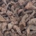甘肃大黄产地直发规格齐全全国代发可视频看货欢迎致电