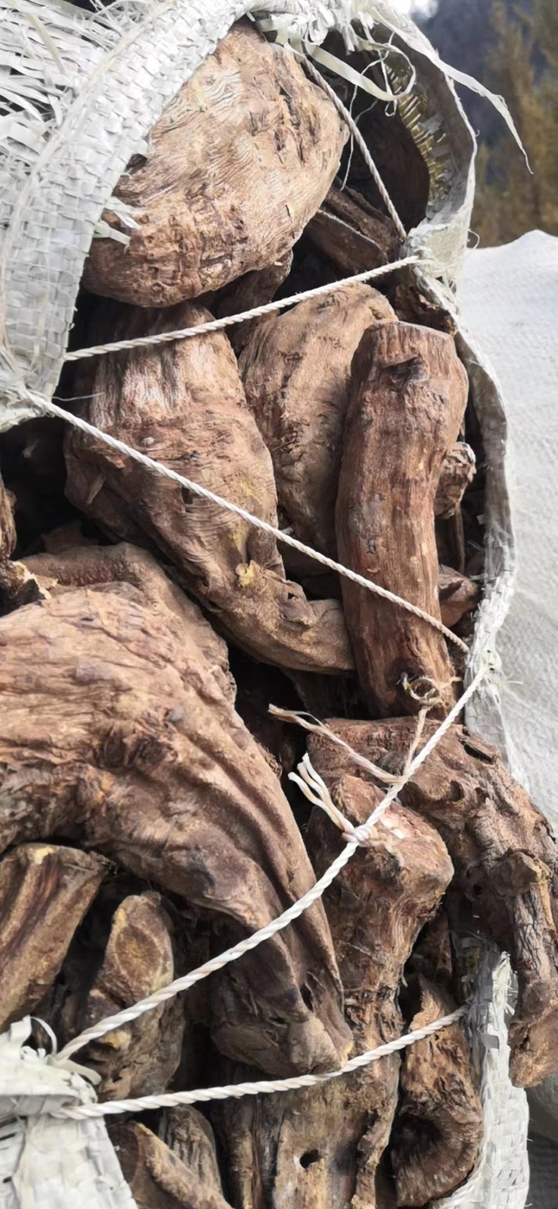 甘肃大黄产地直发规格齐全全国代发可视频看货欢迎致电