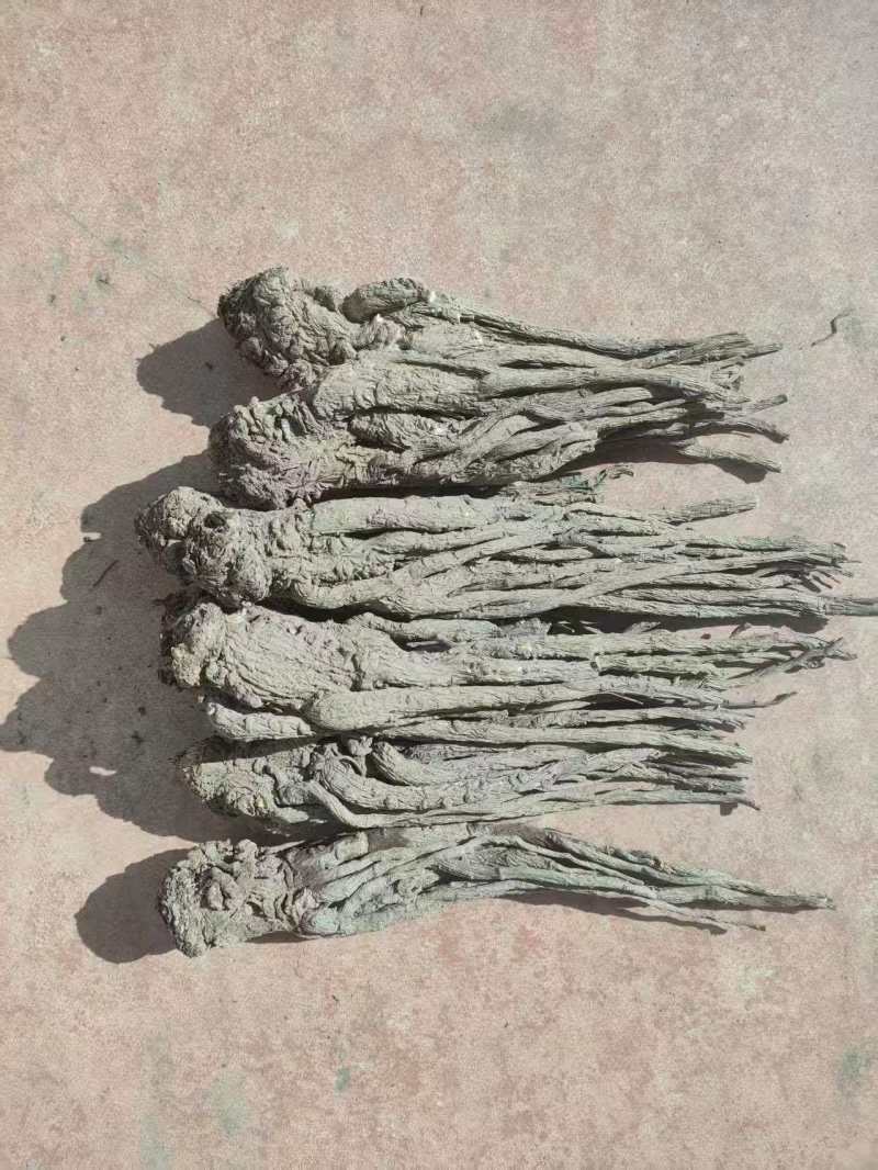 甘肃精品当归规格齐全全国发货可视频看货可协助找车