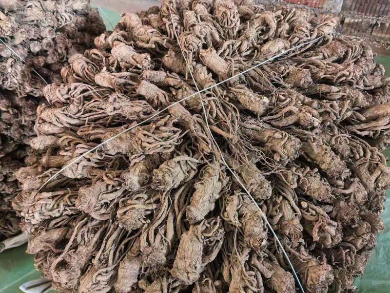 甘肃精品当归规格齐全全国发货可视频看货可协助找车