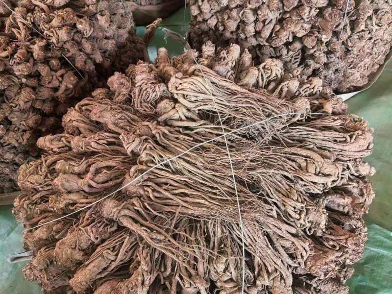 甘肃精品当归规格齐全全国发货可视频看货可协助找车