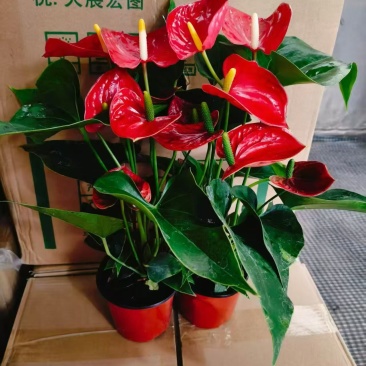 120，两株三株苗的大红掌，叶色绿，花朵多，货充足。
