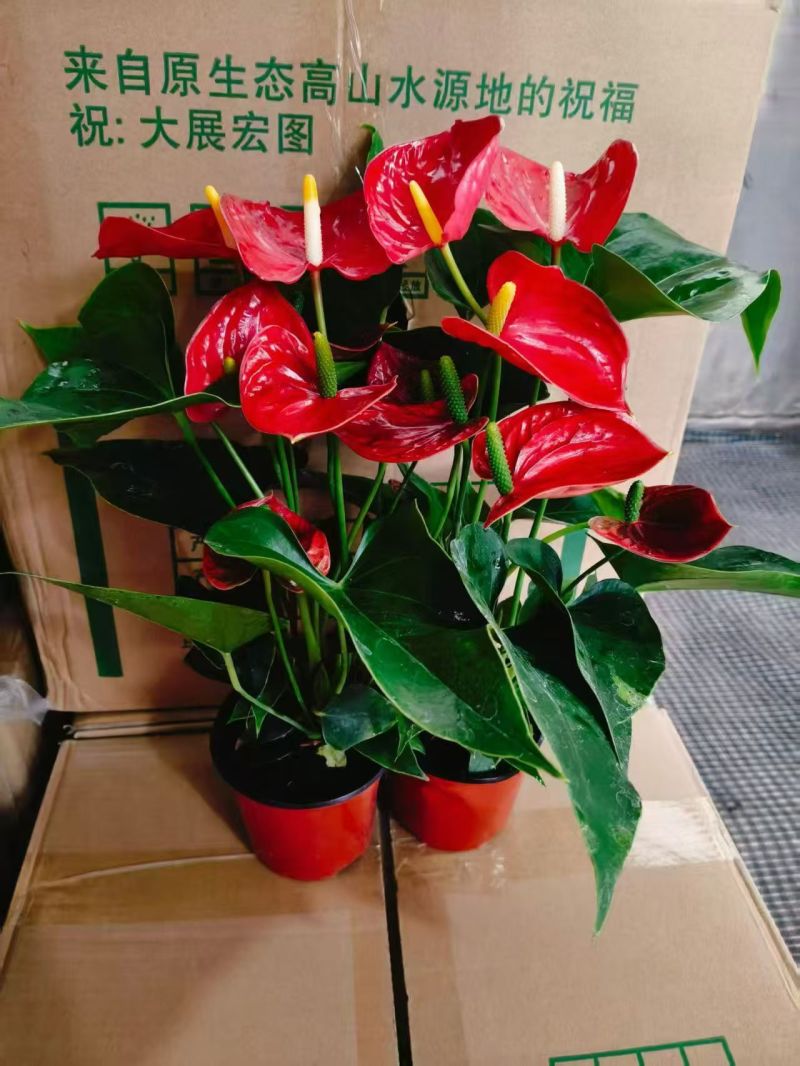 120，两株三株苗的大红掌，叶色绿，花朵多，货充足。