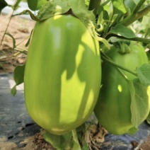 河南大棚青茄子