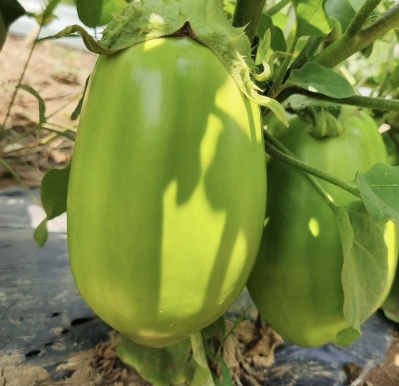 河南大棚青茄子