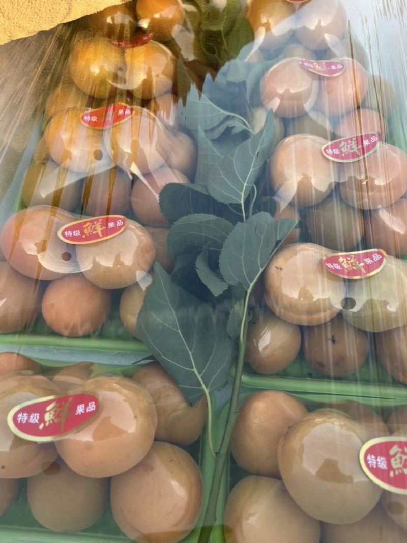 大棚金太阳大黄杏