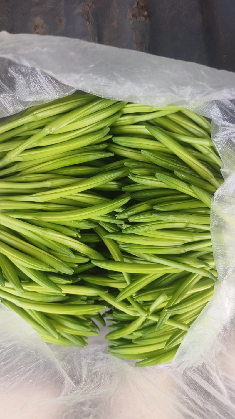 黄花菜