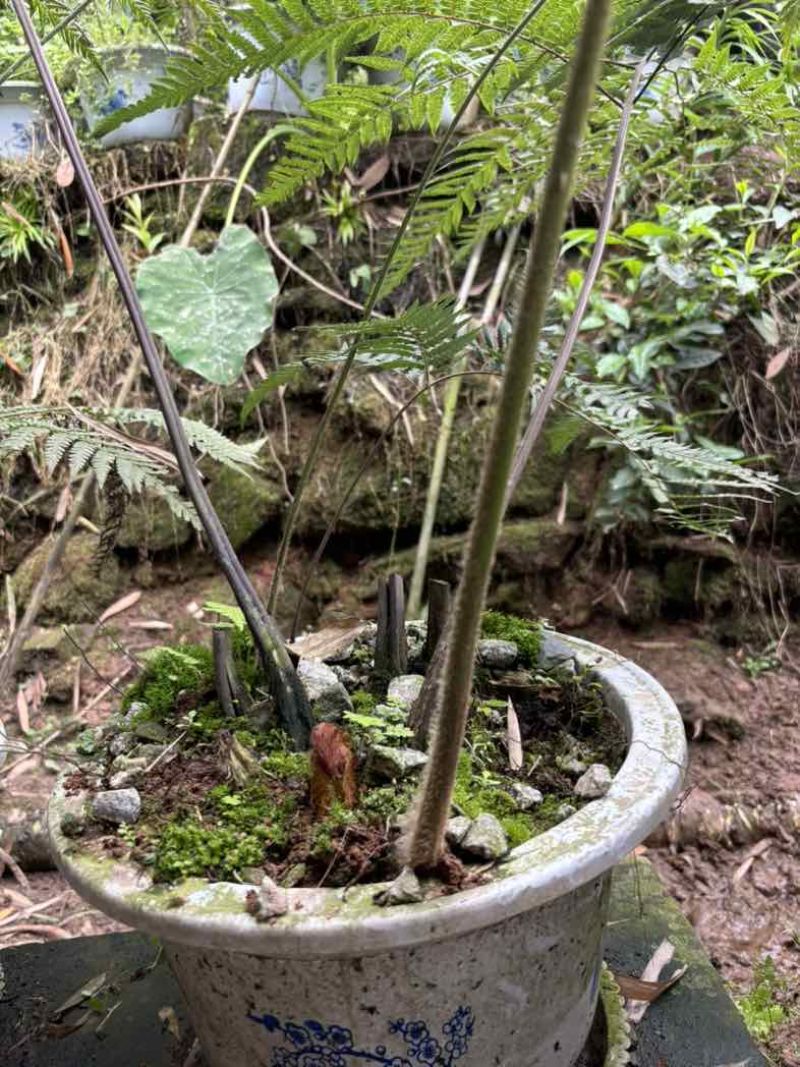 红惊厥，盆栽苗