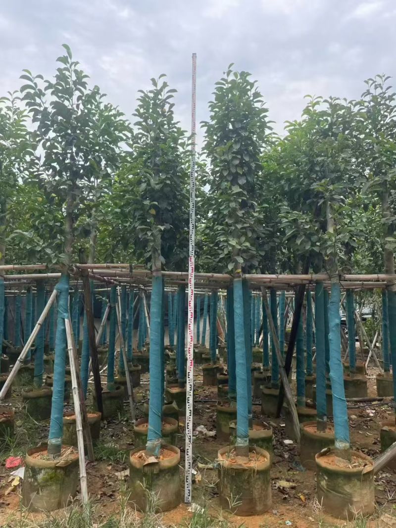乐昌含笑8～9分，各种规格，低价出售