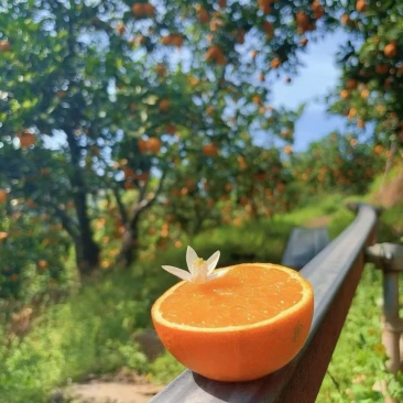 秭归帝王橙伦晚，自家种植。长江边海拔低，不用转运。