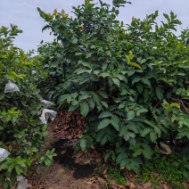 台湾珍珍芭乐