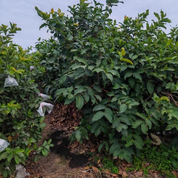 台湾珍珍芭乐