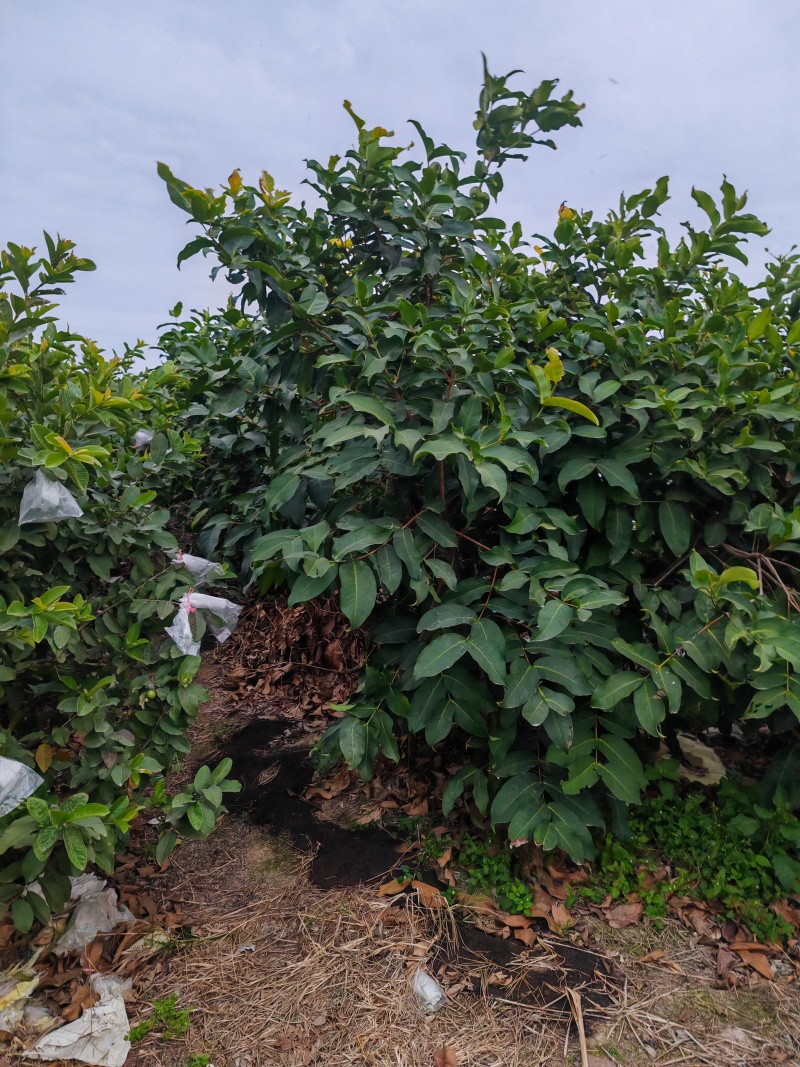 台湾珍珍芭乐
