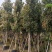 金丝楠木3-25分，基地直销，价钱优惠，大量现货