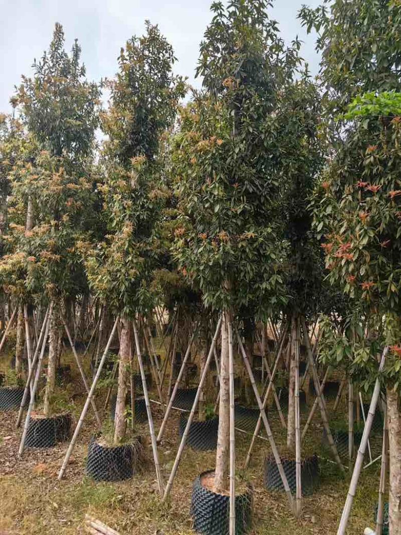 金丝楠木3-25分，基地直销，价钱优惠，大量现货