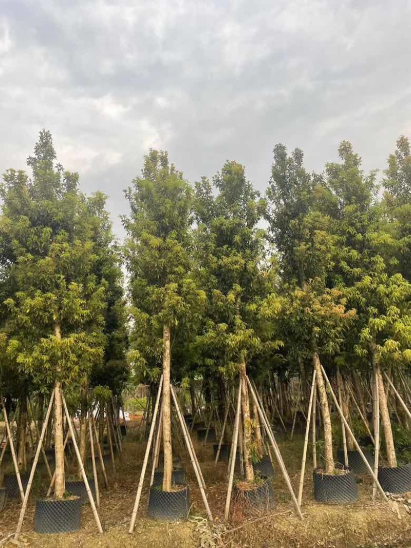 金丝楠木3-25分，基地直销，价钱优惠，大量现货