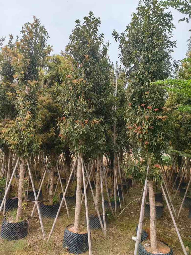 金丝楠木3-25分，基地直销，价钱优惠，大量现货