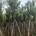 宫粉紫荆骨架8-25分，基地直销，价钱优惠，大量现货