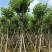 宫粉紫荆骨架8-25分，基地直销，价钱优惠，大量现货