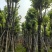 宫粉紫荆骨架8-25分，基地直销，价钱优惠，大量现货
