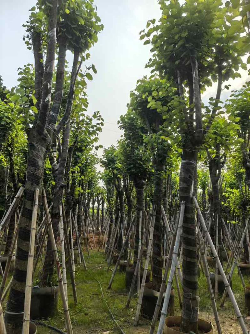 宫粉紫荆骨架8-25分，基地直销，价钱优惠，大量现货