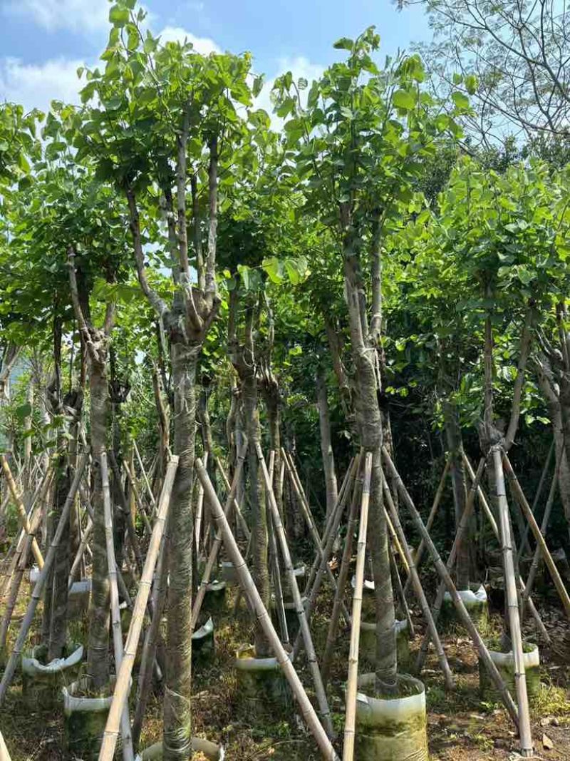 宫粉紫荆骨架8-25分，基地直销，价钱优惠，大量现货