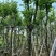 宫粉紫荆骨架8-25分，基地直销，价钱优惠，大量现货