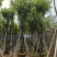宫粉紫荆骨架8-25分，基地直销，价钱优惠，大量现货