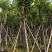 宫粉紫荆骨架8-25分，基地直销，价钱优惠，大量现货