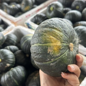 【正宗】贝贝南瓜板栗南瓜应季新鲜蔬菜甜糯南瓜精选头茬靓瓜