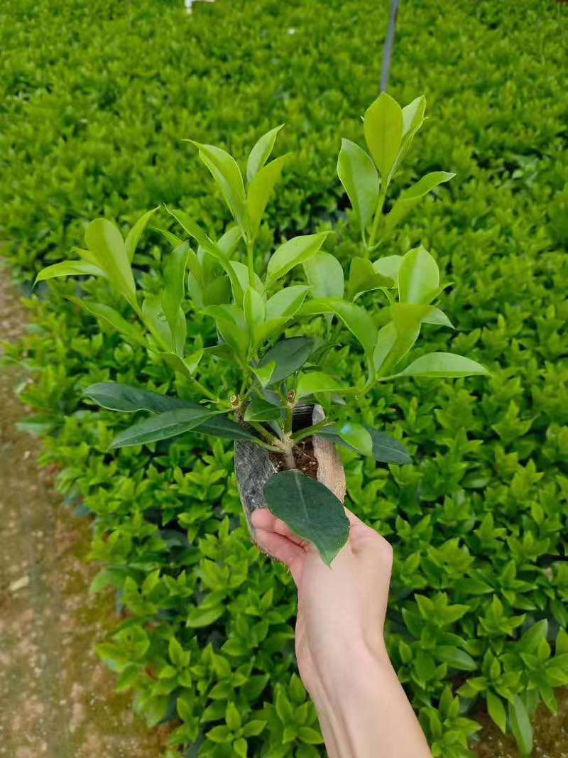 非洲茉莉20-180高，基地直销，价格优惠，大量出售