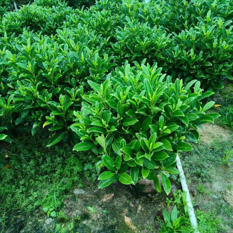 非洲茉莉20-180高，基地直销，价格优惠，大量出售