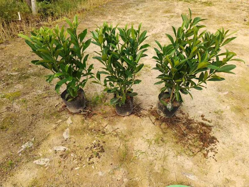 非洲茉莉20-180高，基地直销，价格优惠，大量出售