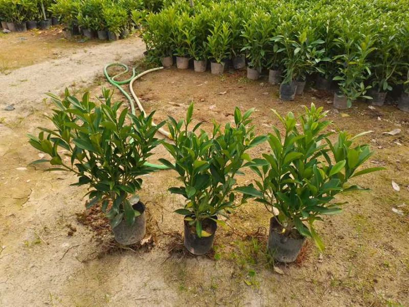 非洲茉莉20-180高，基地直销，价格优惠，大量出售
