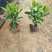 非洲茉莉20-180高，基地直销，价格优惠，大量出售