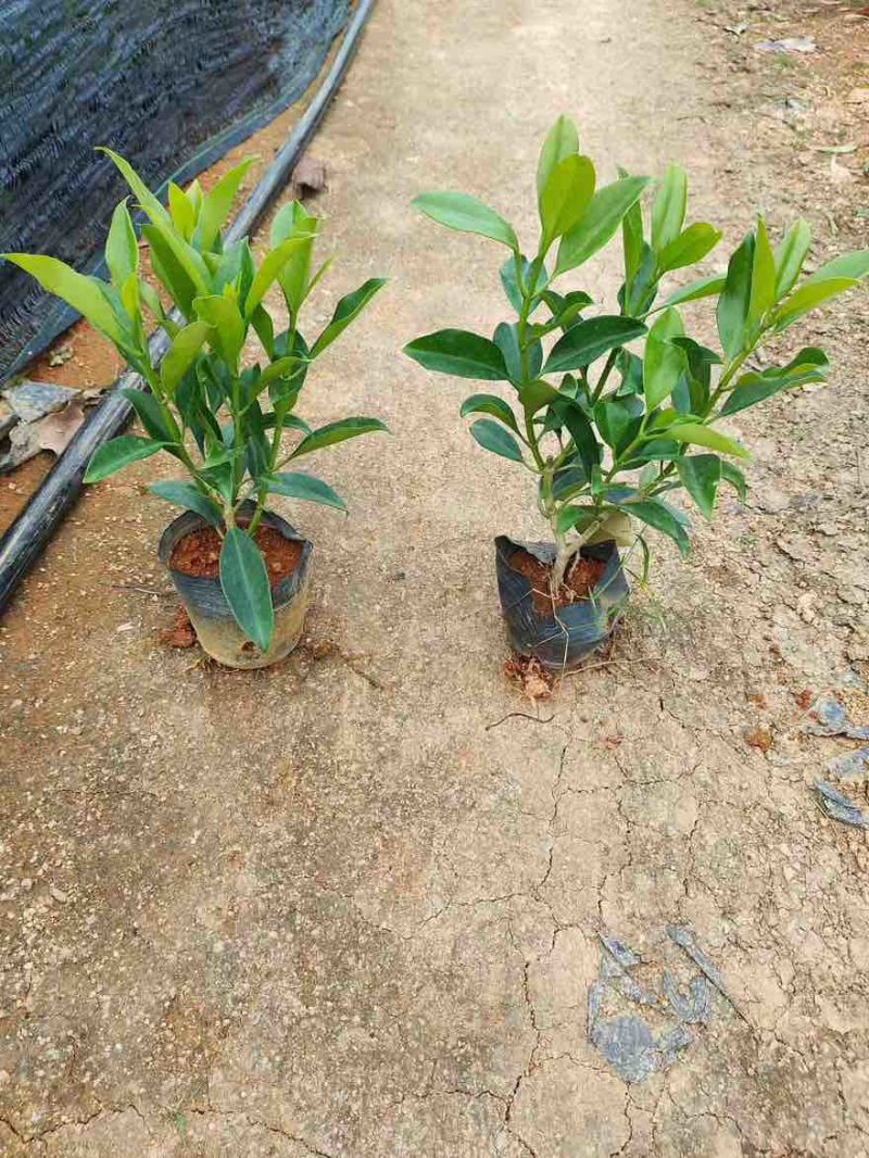 非洲茉莉20-180高，基地直销，价格优惠，大量出售