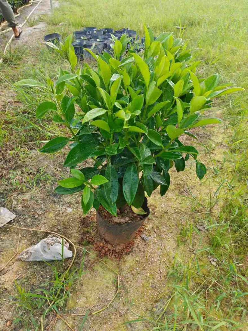 非洲茉莉20-180高，基地直销，价格优惠，大量出售