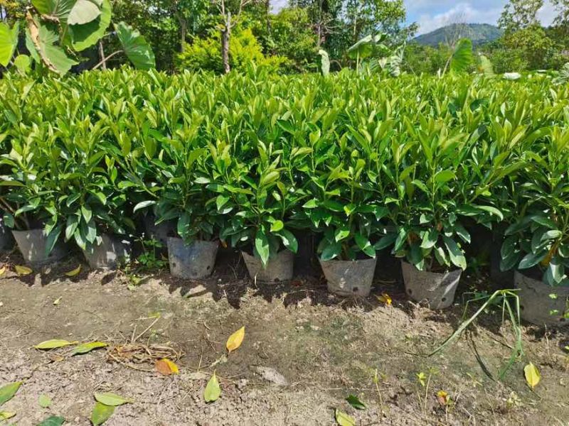 非洲茉莉20-180高，基地直销，价格优惠，大量出售