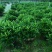 非洲茉莉20-180高，基地直销，价格优惠，大量出售
