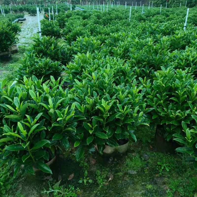 非洲茉莉20-180高，基地直销，价格优惠，大量出售