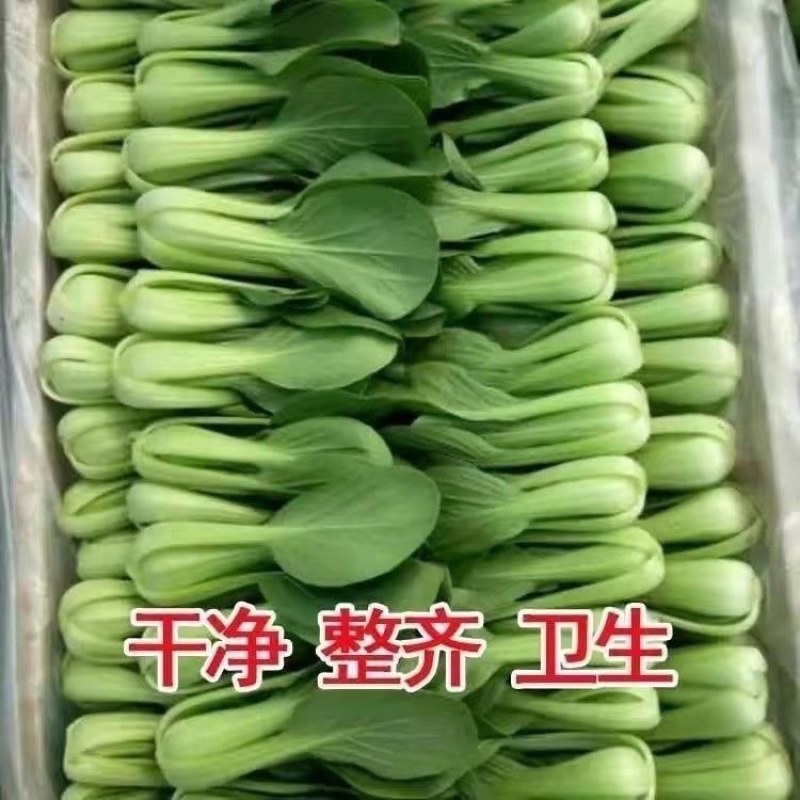 小油菜