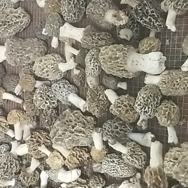 羊肚菌