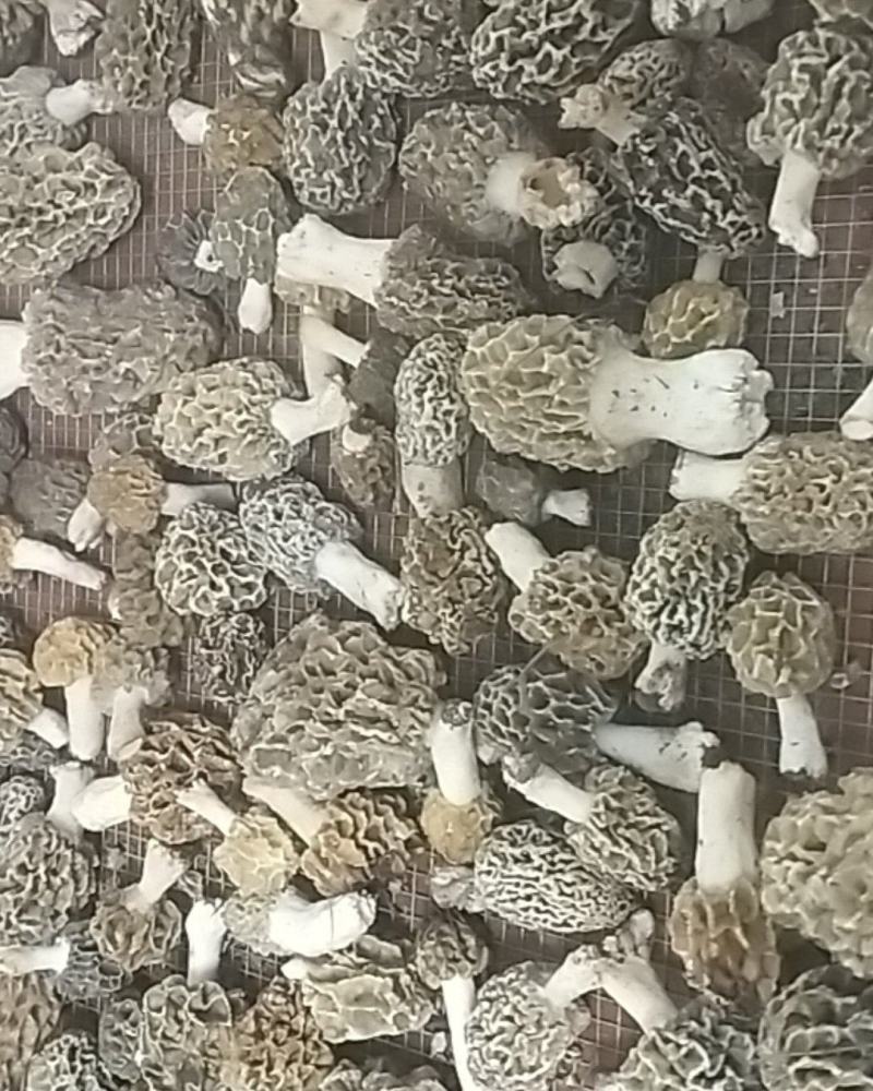 羊肚菌