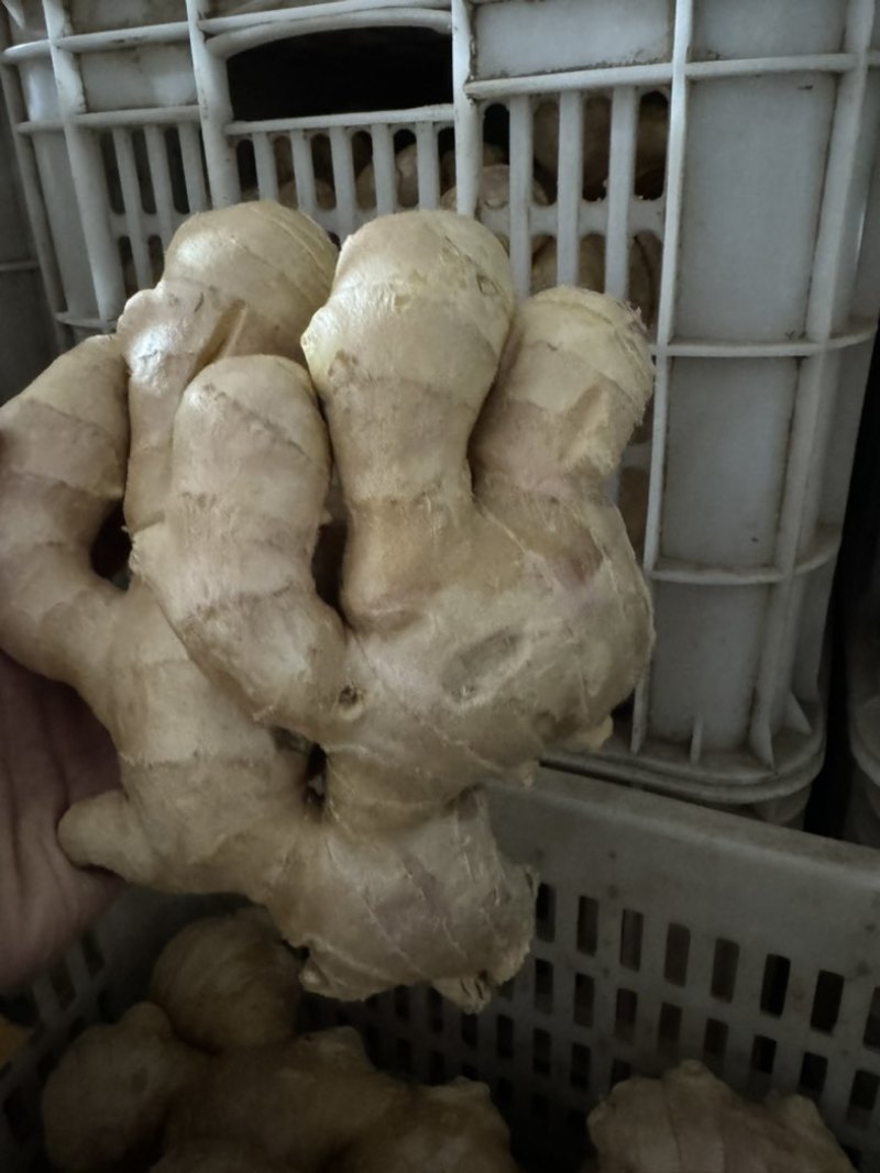 河北唐山洗姜厂寻求全国客商合作共赢，诚以致远信达天下