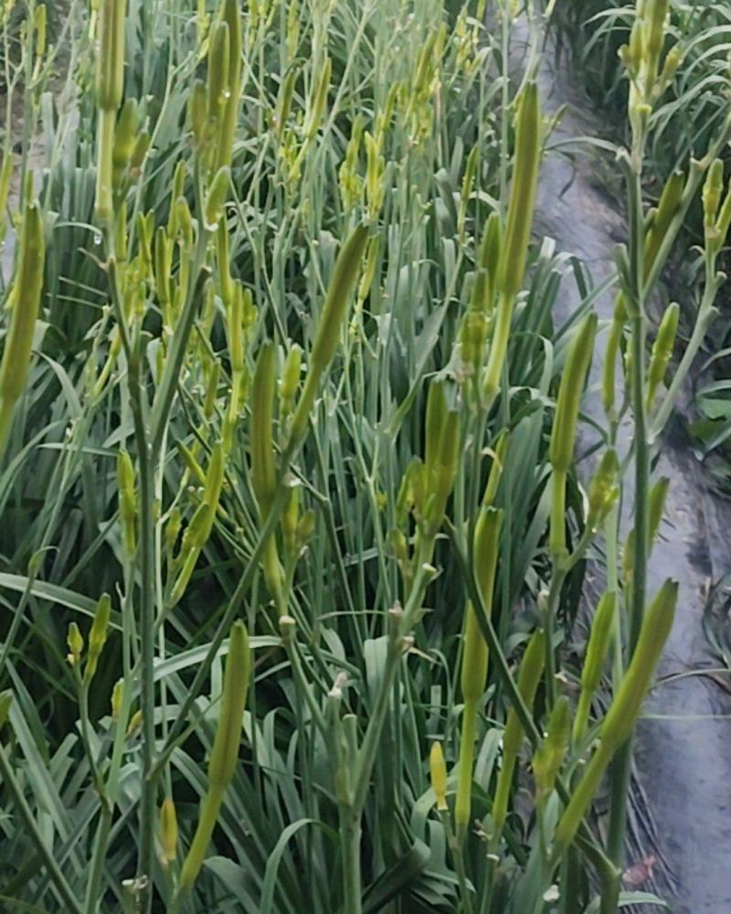 鲜品黄花菜