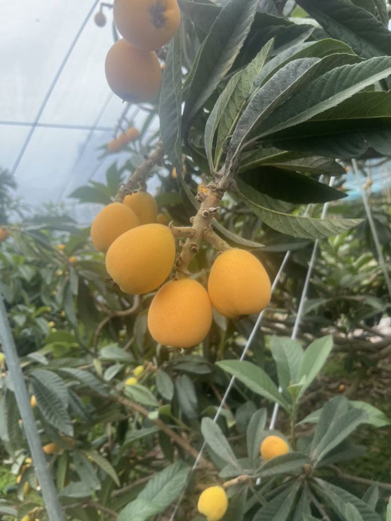 精品枇杷
