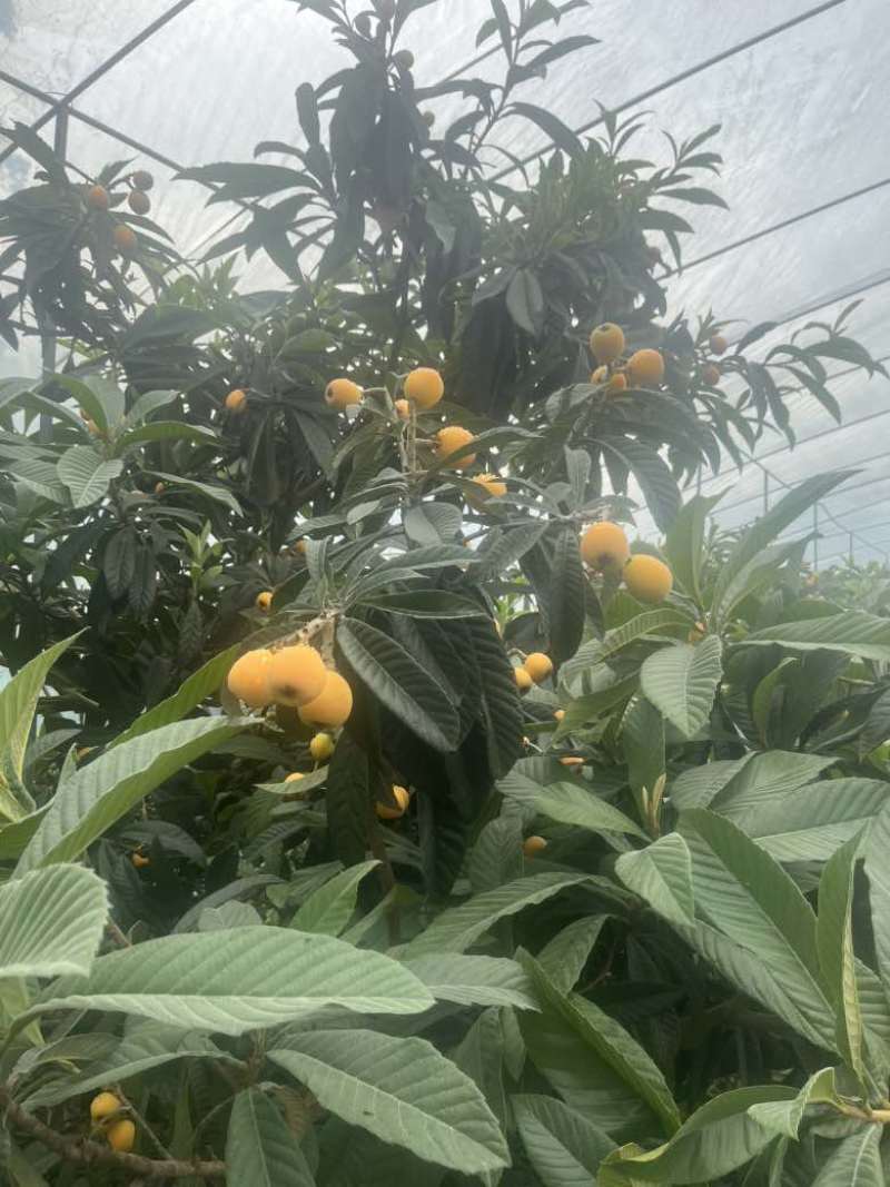 精品枇杷