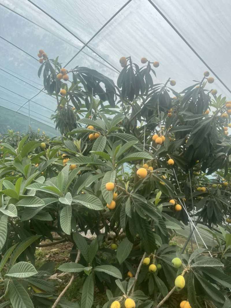精品枇杷